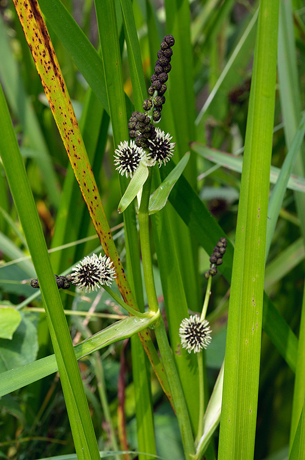 Sparganium_erectum_LP0700_16_Basingstoke_Canal