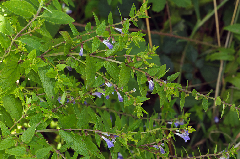 Scutellaria_galericulata_LP0700_17_Basingstoke_Canal