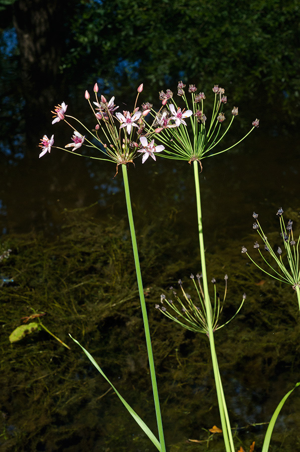 Butomus_umbellatus_LP0700_07_Basingstoke_Canal