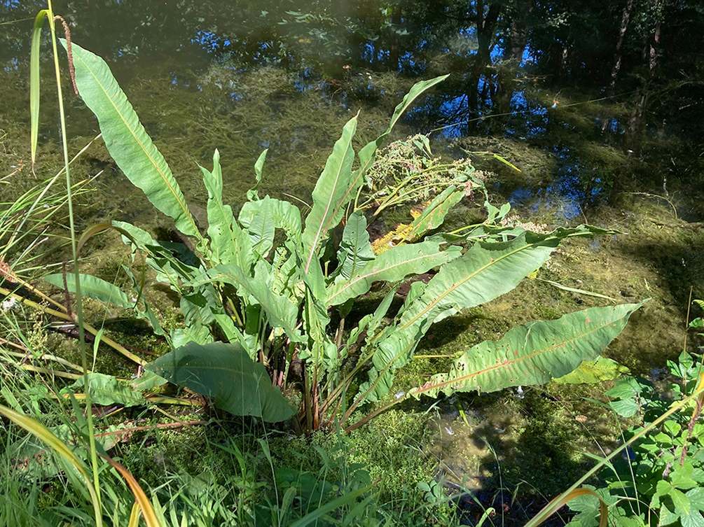 Rumex_hydrolapathum_LP0700_21_Basingstoke_Canal1