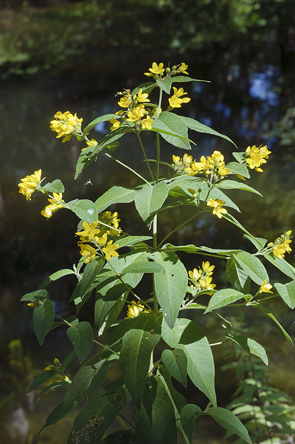 Lysimachia_vulgaris_LP0700_06_Basingstoke_Canal