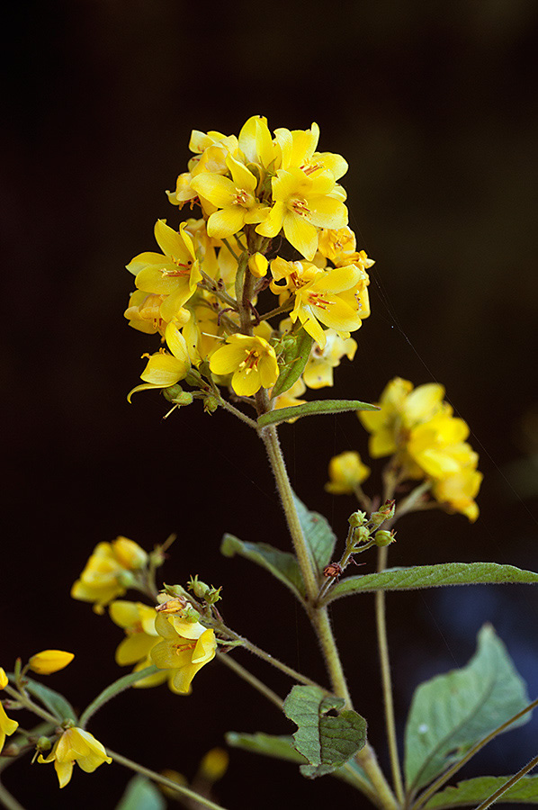 Lysimachia_vulgaris_LP0700_04_Basingstoke_Canal