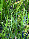 Alisma_plantago-aquatica_LP0700_20_Basingstoke_Canal1