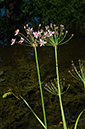 Butomus_umbellatus_LP0700_07_Basingstoke_Canal