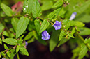 Scutellaria_galericulata_LP0700_02_Basingstoke_Canal