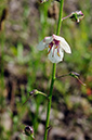 Verbascum_blattaria_LP0700_25_Basingstoke_Canal