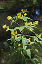 Lysimachia_vulgaris_LP0700_06_Basingstoke_Canal