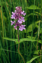 Stachys_palustris_LP0700_05_Basingstoke_Canal