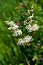 Filipendula_ulmaria_LP0700_12_Basingstoke_Canal