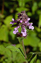 Stachys_palustris_LP0700_11_Basingstoke_Canal