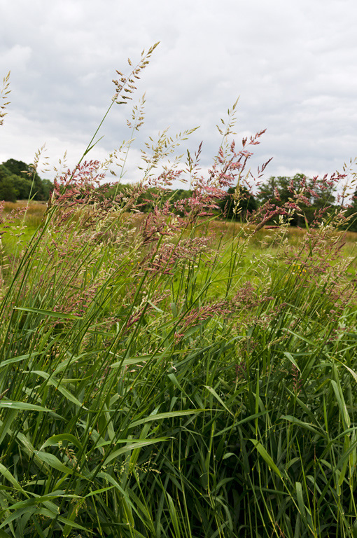 Reed_Canary-grass_LP0410_32_Burpham_Court_Farm