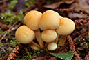 Hypholoma_fasciculare_LP0490_05_Chantries
