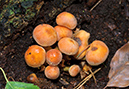 Hypholoma_fasciculare_LP0490_36_Chantries