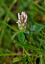 Knotted_Clover_LP0404_38_Esher