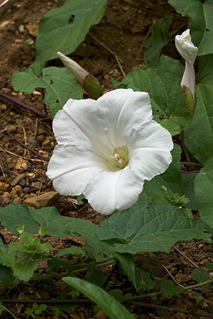 Bindweed_Large_LP0028_07_Howell_Hill