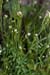Bitter-cress_Hairy_LP0192_08_Purley
