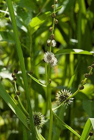 Bur-reed_Branched_LP0152_04_Lingfield