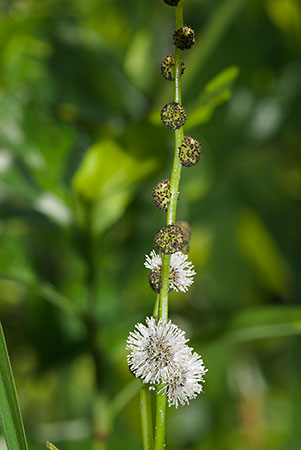 Bur-reed_Branched_LP0152_05_Lingfield