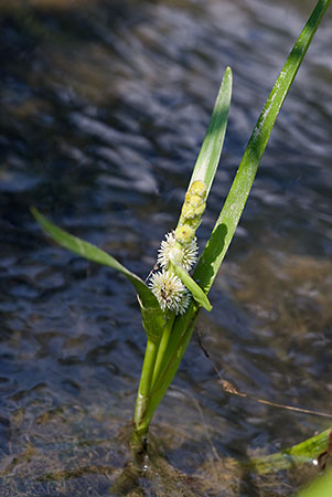 Bur-reed_Unbranched_LP0152_76_Lingfield