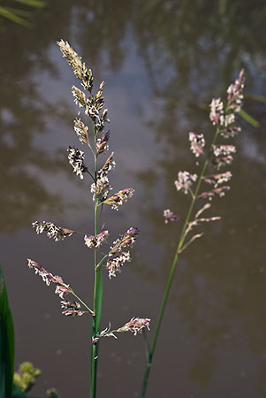 Canary-grass_Reed_LP0152_66_Lingfield