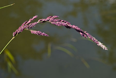 Canary-grass_Reed_LP0152_77_Lingfield