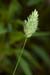 Canary-grass_LP0170_05_Waddon