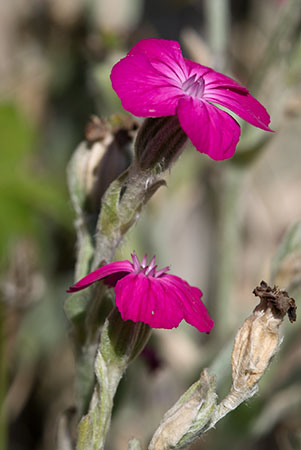 Campion_Rose_LP0155_22_Dawlish_Warren