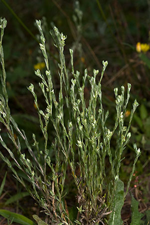 Cudweed_Small_LP0177_45_Littleworth_Cross