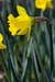Daffodil_Tenby_LP0100_18_SLBI