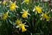 Daffodil_Wild_LP0105_15_Glovers_Wood