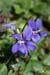 Dog-violet_Common_LP0109_25_Headley