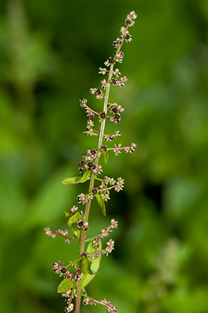 Goosefoot_Many-seeded_LP0218_36_Runnymede