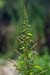 Goosefoot_Many-seeded_LP0175_90_Wotton
