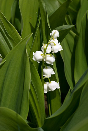 Lily-of-the-valley_LP0121_17_Reigate_Heath