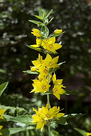 Loosestrife_Dotted_LP0056_11_Hedgecourt