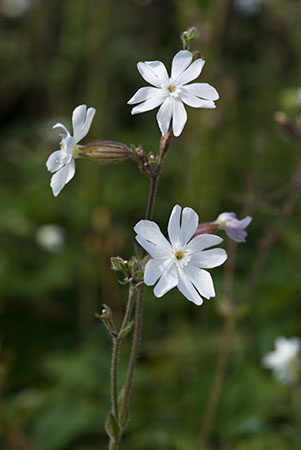 Campion_White_LP0165_39_Riddlesdown