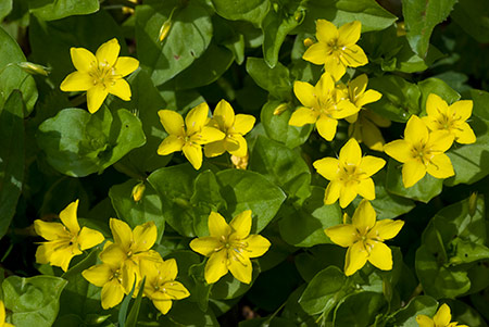 Pimpernel_Yellow_LP0208_13_Titsey_Wood