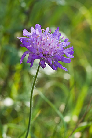 Scabious_Field_LP0028_01_Howell_Hill