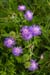 Scabious_Field_LP0064_06_Howell_Hill
