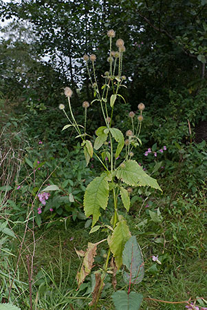 Teasel_Small_LP0185_05_Shalford