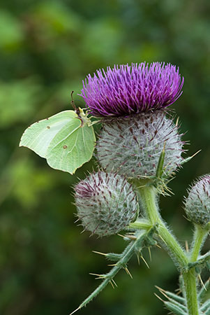 Thistle_Woolly_LP0169_02_Coulsdon