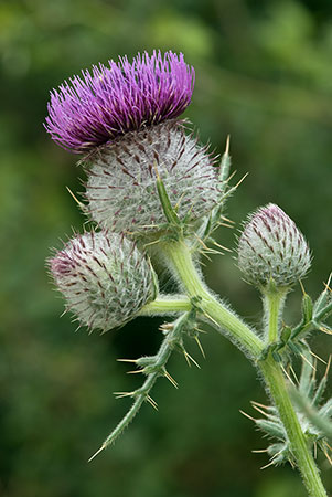 Thistle_Woolly_LP0169_10_Coulsdon