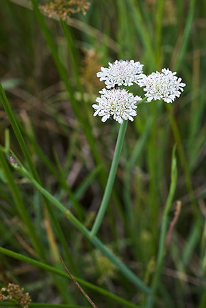 Water-dropwort_Tubular_LP0152_27_Lingfield