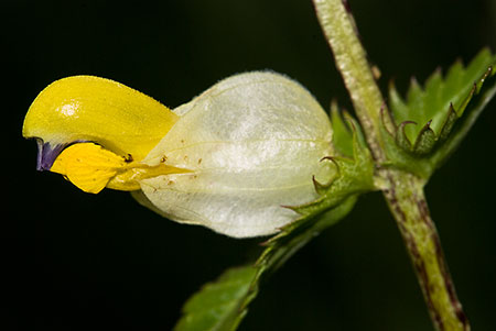 Yellow-rattle_Greater_LP0139_10_Coulsdon
