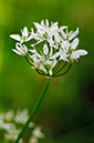 Allium_neopolitanum_LP0450_32_West_Molesey