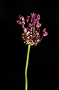 Allium_scorodoprasum_LP0234_85_Ham