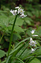 Allium_triquetrum_LP0622_17_Frylands_Wood