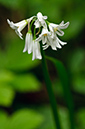Allium_triquetrum_LP0527_15_Frylands_Wood