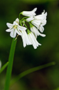 Allium_triquetrum_LP0527_14_Frylands_Wood