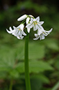 Allium_triquetrum_LP0622_12_Frylands_Wood